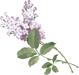 Lilac PNG-85134